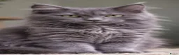 Maine Coon cats for sale: Maine coon  - Advert 6