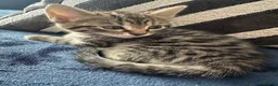British Shorthair cats for sale: Beautiful Tabby Male Kitten –Ready Now - Advert 16