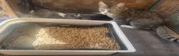 Domestic Shorthair cats for sale: Beautiful Tabby Kittens Looking for Forever Homes - Advert 8
