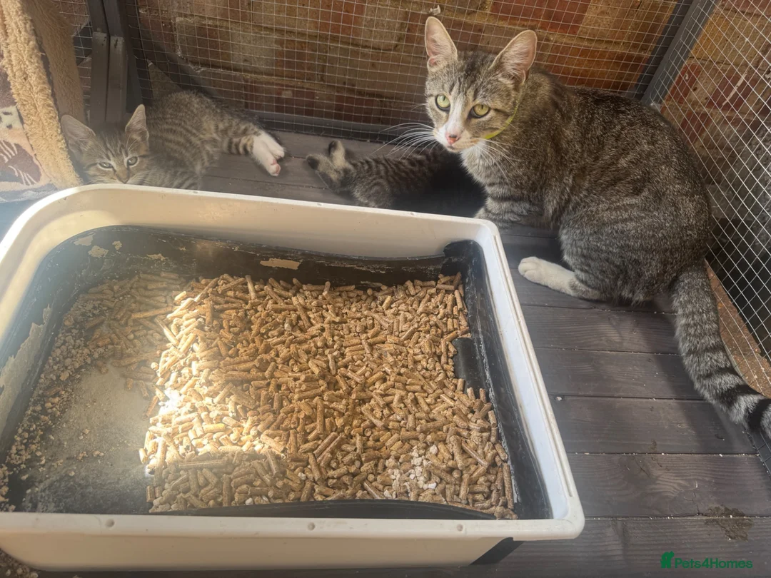 Domestic Shorthair cats for sale: Beautiful Tabby Kittens Looking for Forever Homes - Advert 8