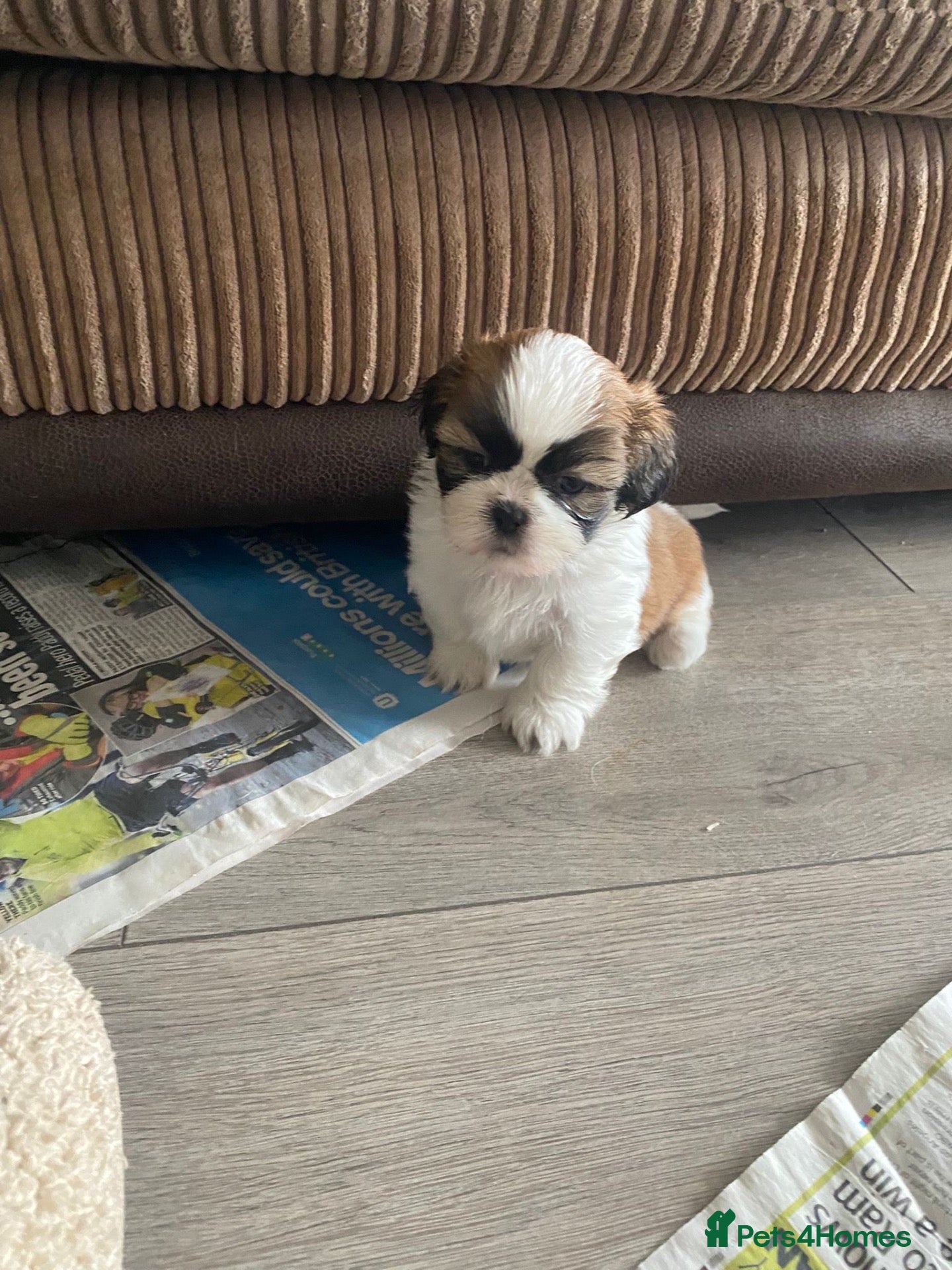 Shih Tzu dogs Beautiful litter of Shih Tzu puppies - Advert 2