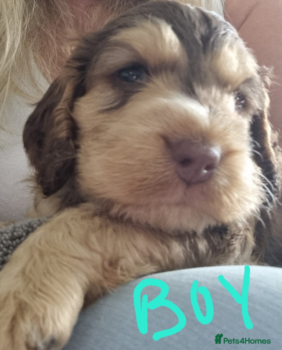 Cockapoo dogs for sale: Beautiful Cockapoos  - Image 1