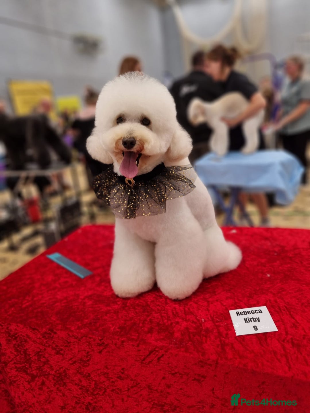 Miniature Poodle dogs for stud: STUD ONLY.   kC registered  in Shepton Mallet - Advert 2