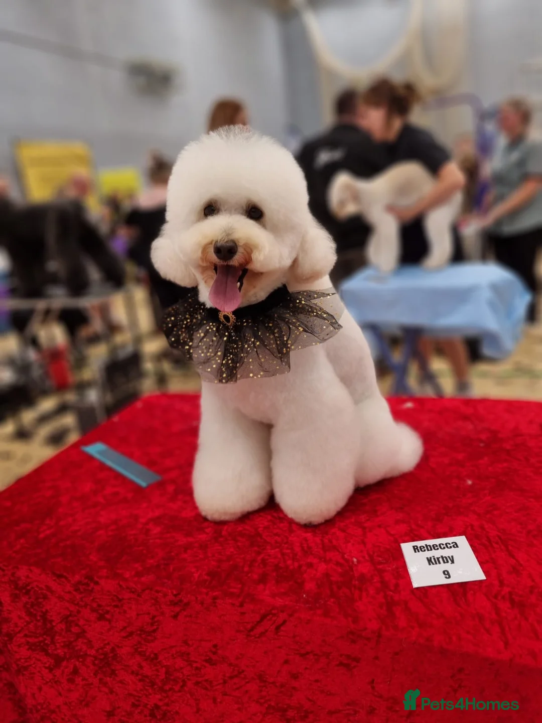 Miniature Poodle dogs for stud: STUD ONLY.   kC registered  in Shepton Mallet - Advert 2