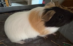 Guinea Pig rodents for sale: 2 Female 4 month old Guineapigs  - Image 3