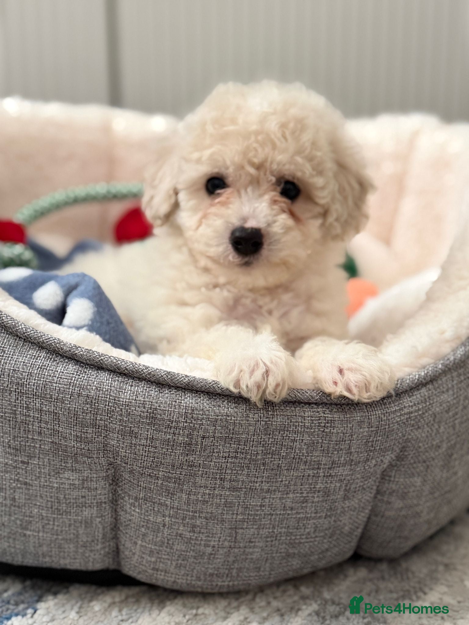 Maltipoo dogs 2 boys - Ready to leave   - Advert 14