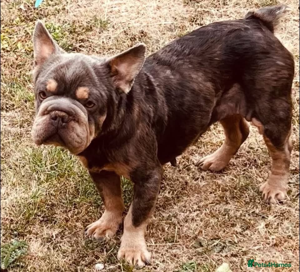 French Bulldog dogs Doris needs a loving home  - Advert 1