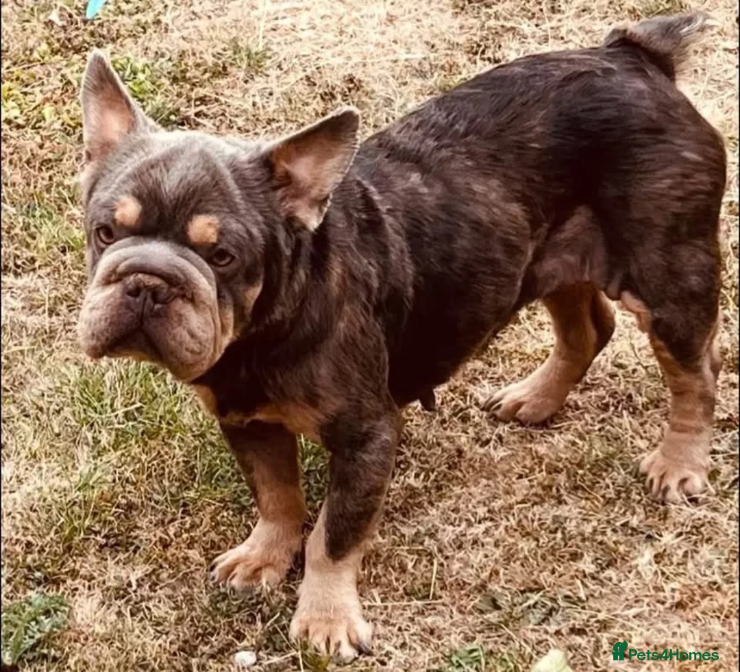 French Bulldog dogs for adoption: Doris needs a loving home  - Advert 1