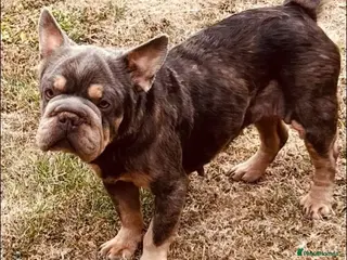 French Bulldog dogs Doris needs a loving home - Advert 1
