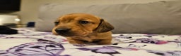 Miniature Dachshund dogs for sale: Miniature Daschund. *2 left* - Advert 7
