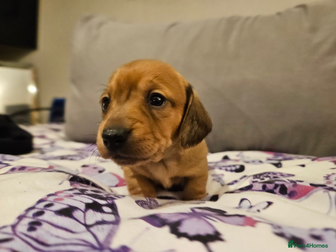 Miniature Dachshund dogs for sale: Miniature Daschund. *2 left* - Advert 7