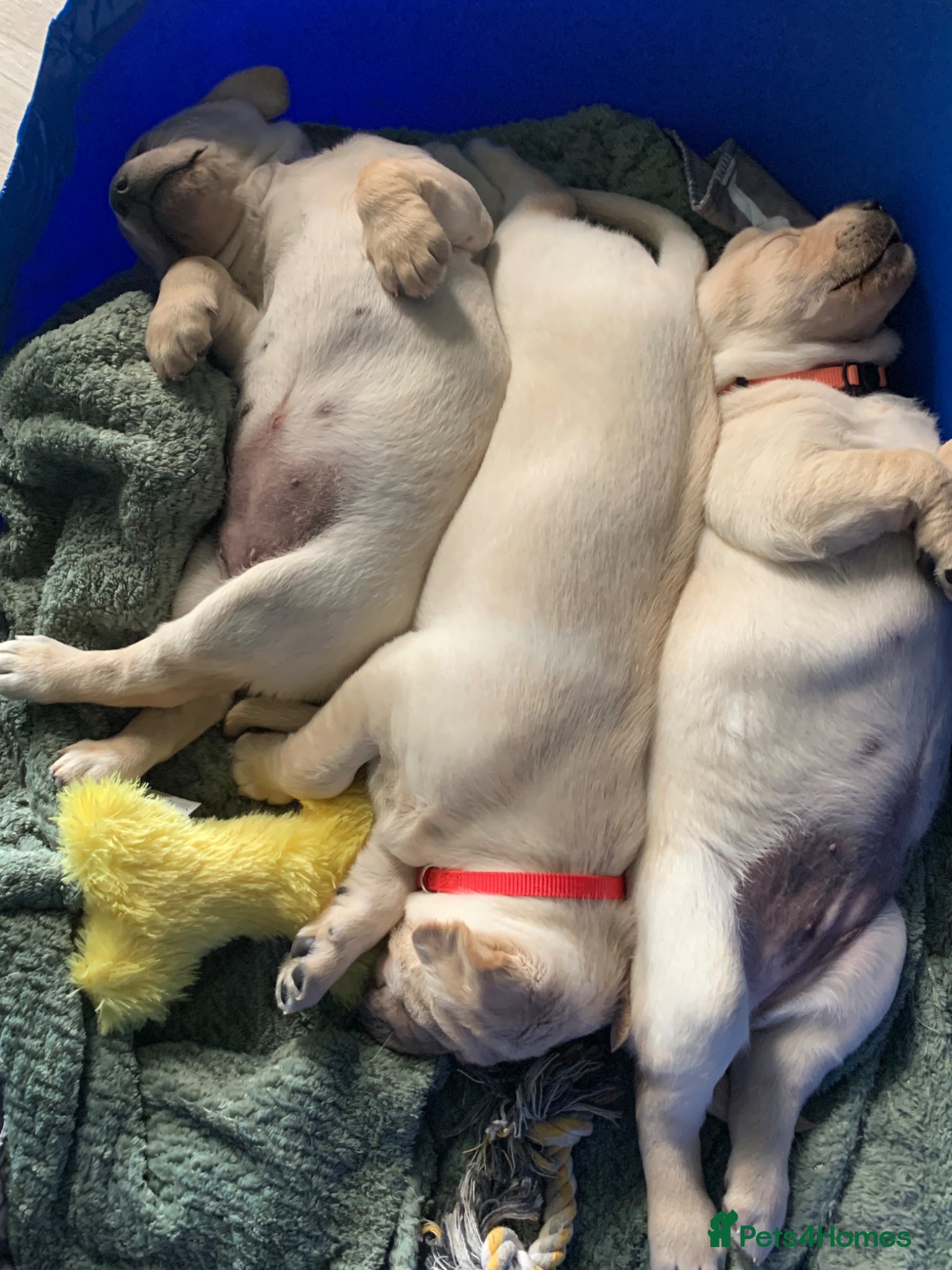 Labrador Retriever dogs for sale: Labrador puppies for sale in Scunthorpe - Advert 9