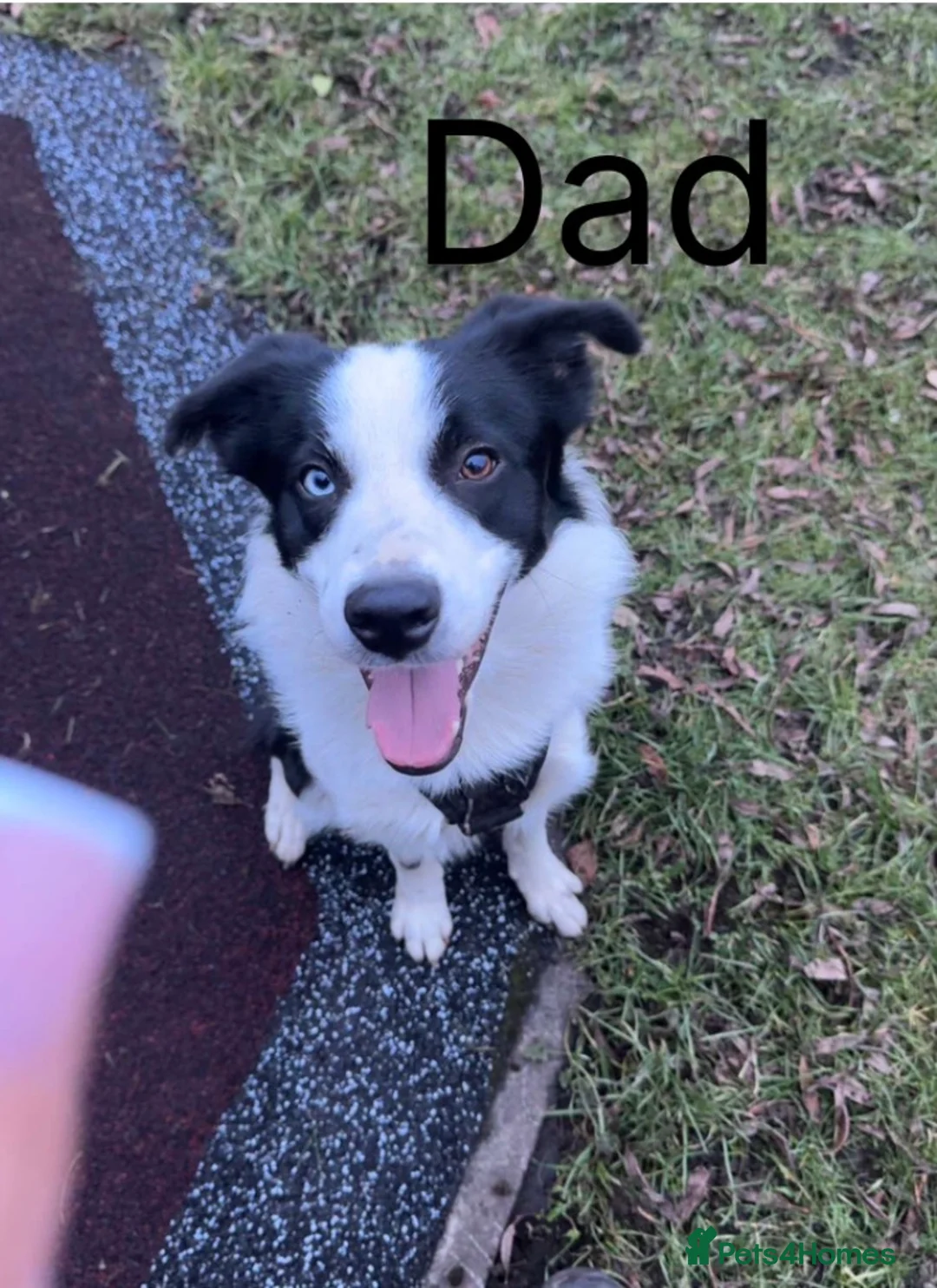 Mixed Breed dogs for sale: Double Doodle X Border Collie puppies - Advert 17