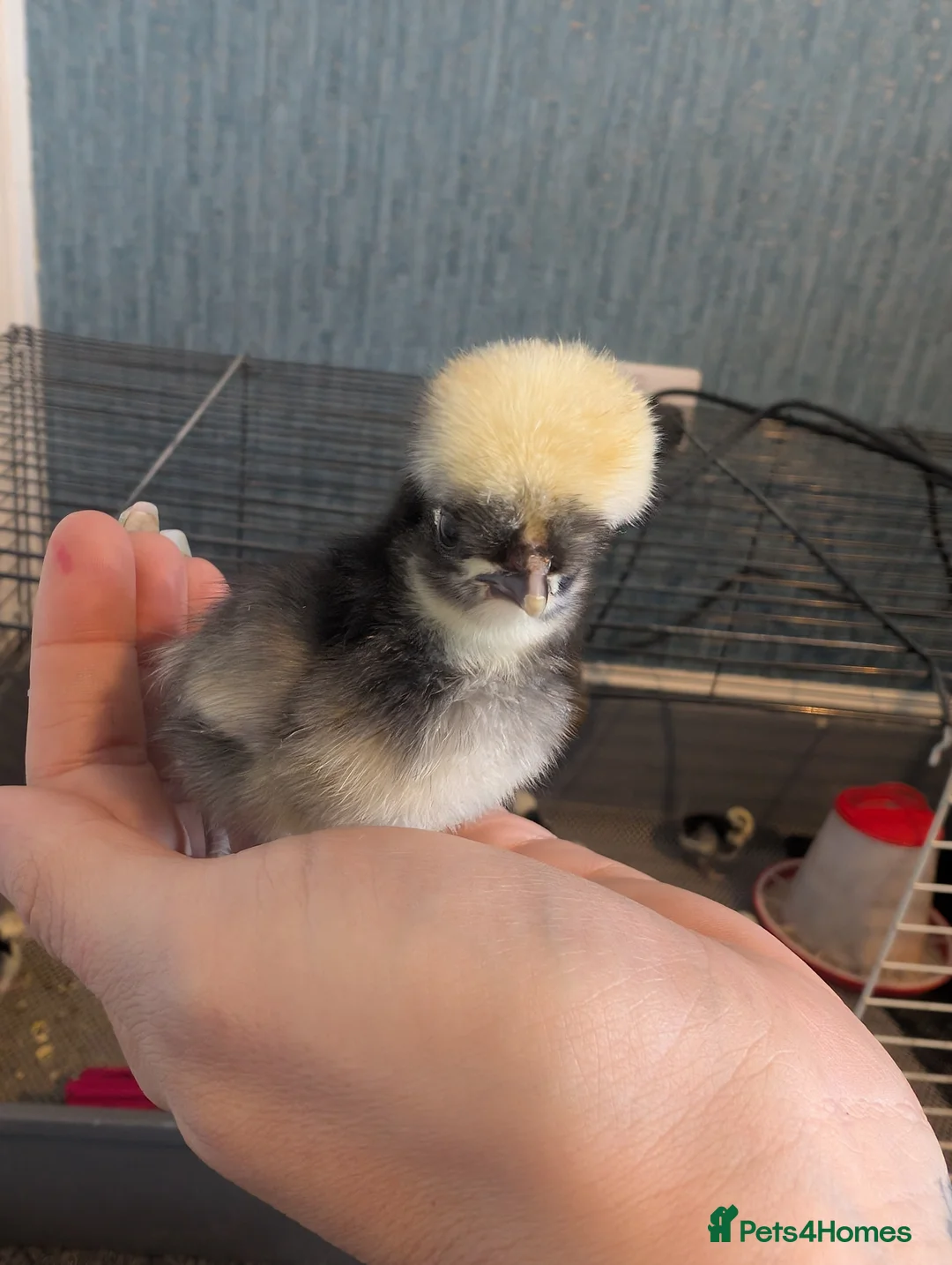 Chickens poultry for sale: Cuckoo and Black Polish chicks and fertile eggs!  - Advert 4