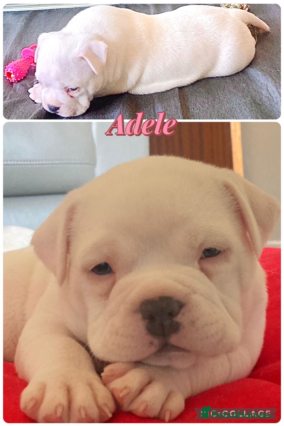 American Bully dogs for sale: American pocket bully  - Advert 2