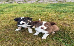Welsh Collie dogs for sale: Stunning Welsh Border Collie Puppies – Rare Colour - Image 14
