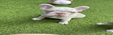 French Bulldog 3