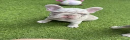 French Bulldog dogs for sale: Beautiful French Bulldog Puppies – 2 Boys, 2 Girls in Falkirk - Advert 4
