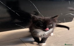 British Shorthair cats for sale: Two litters. 3 tabbies 4 fluffy black and white - Image 6