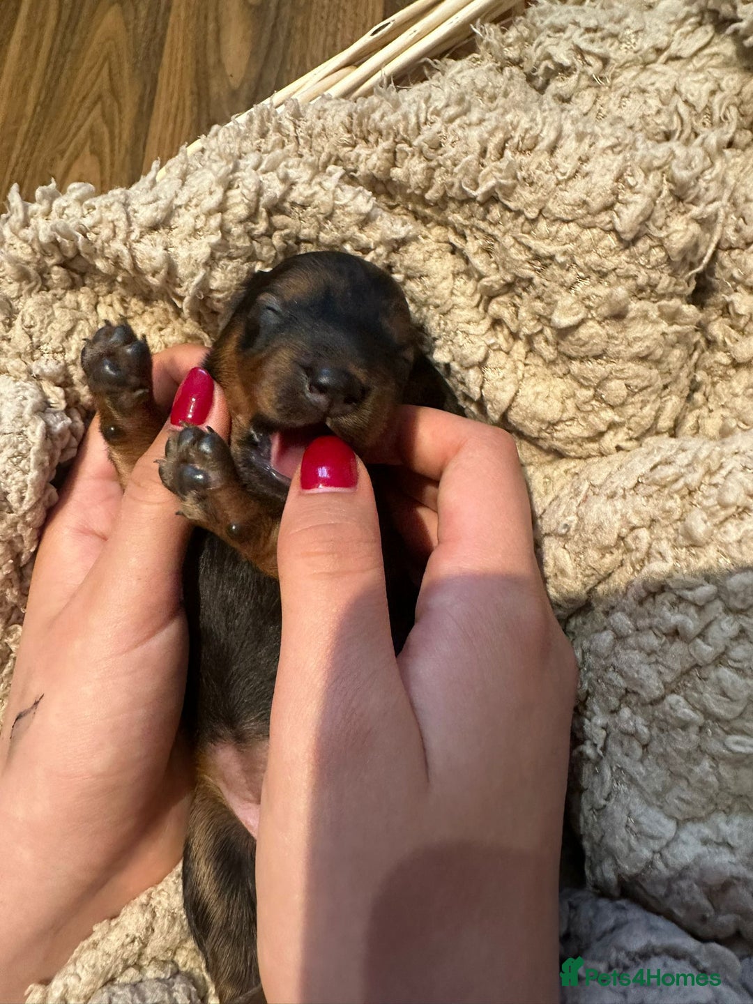 Dachshund dogs for sale: 5 beautiful long-haired Dachshunds pupps - Image 11