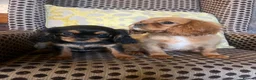 Cavalier King Charles Spaniel dogs for sale: Beautiful Cavaleir King Charles puppies  - Advert 5
