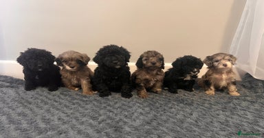 Cockapoo dogs 🐶6 F1 Cockerpoo Pups – Merles & Black/White 🐶 - Advert 2
