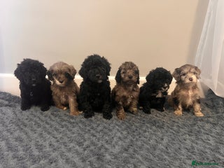 Cockapoo dogs 🐶4 F1 Cockerpoo Pups – Merles & Black/White 🐶 - Advert 14