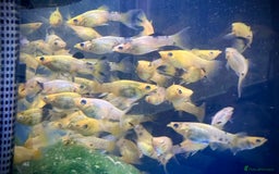 Other/Mixed Breed fish for sale:  Gold/Calico Lyretail Molly + Blue Texas Cichlid - Advert 4