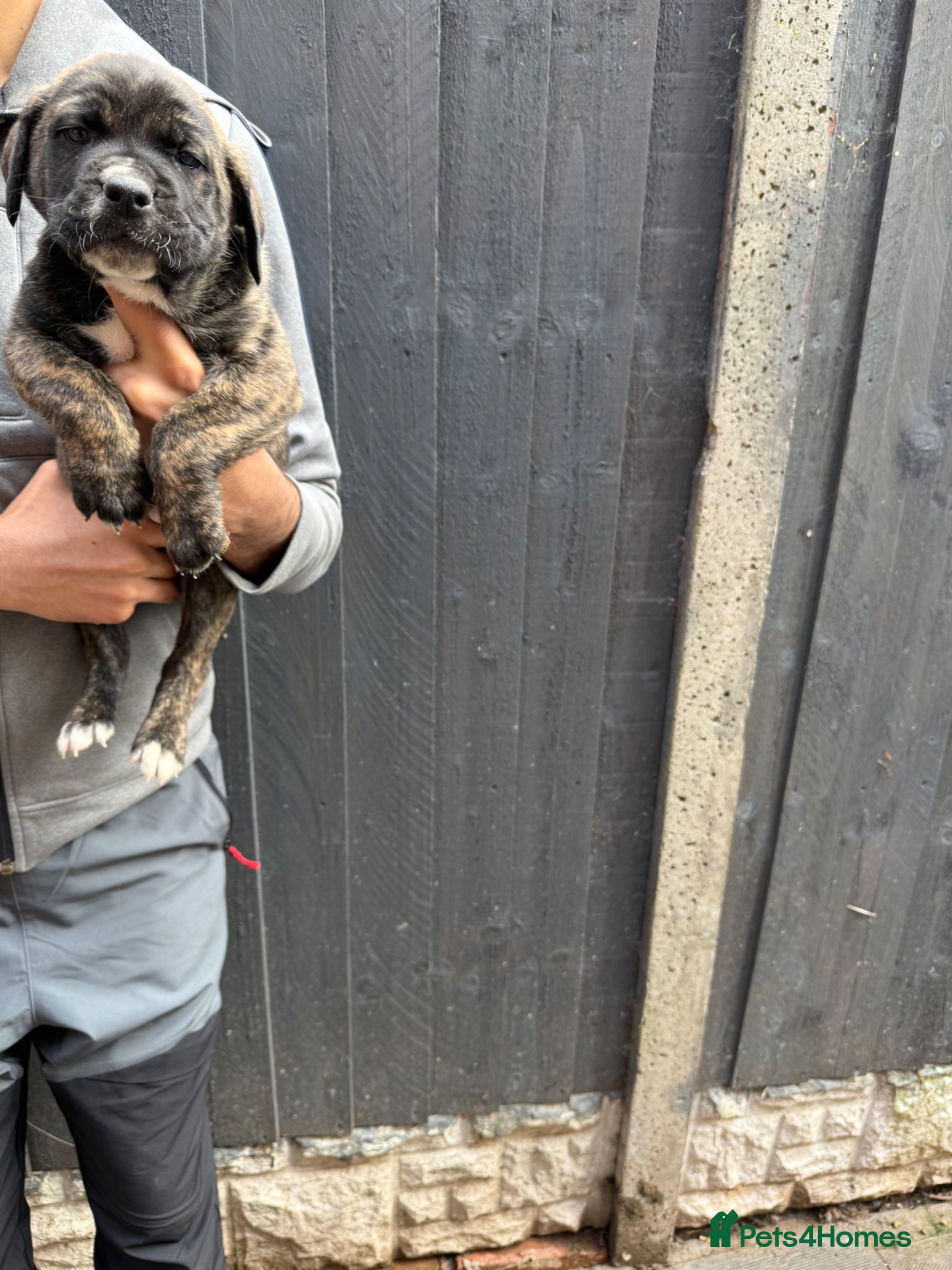 Presa Canario dogs  🏆 Champion Blood elite presa Canario pups!! - Advert 2