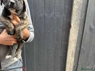 Presa Canario dogs 🏆 Champion Blood elite presa Canario pups!! - Advert 2