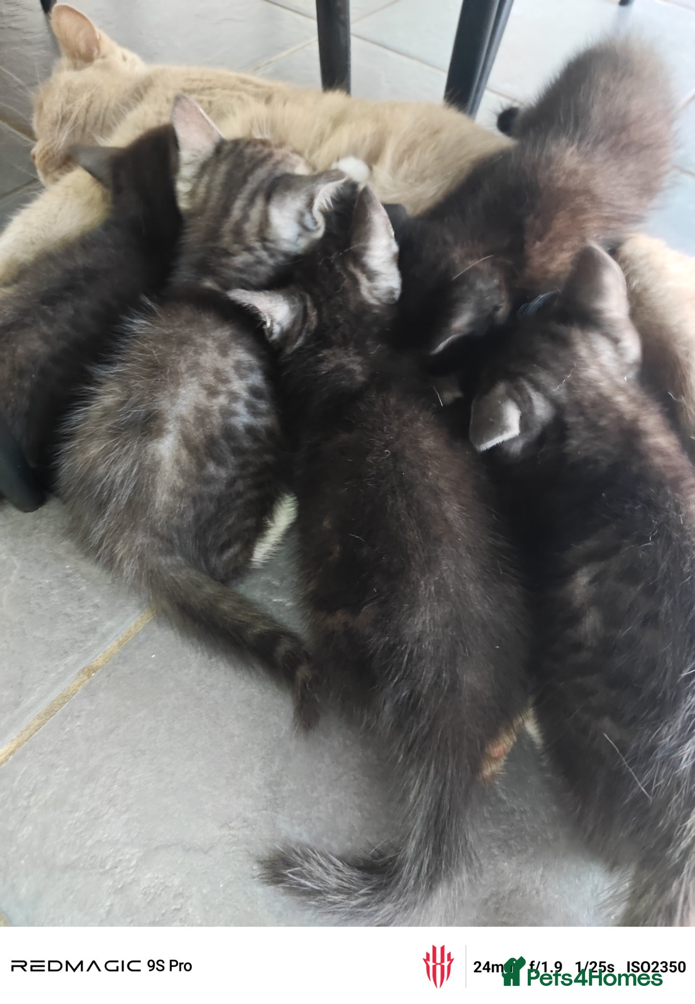 British Shorthair cats for sale: Mixed British Short hair - Advert 3