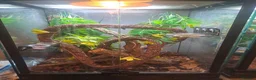 Gecko reptiles for sale: Male crestic geko and dalmation crestic geko  - Advert 1