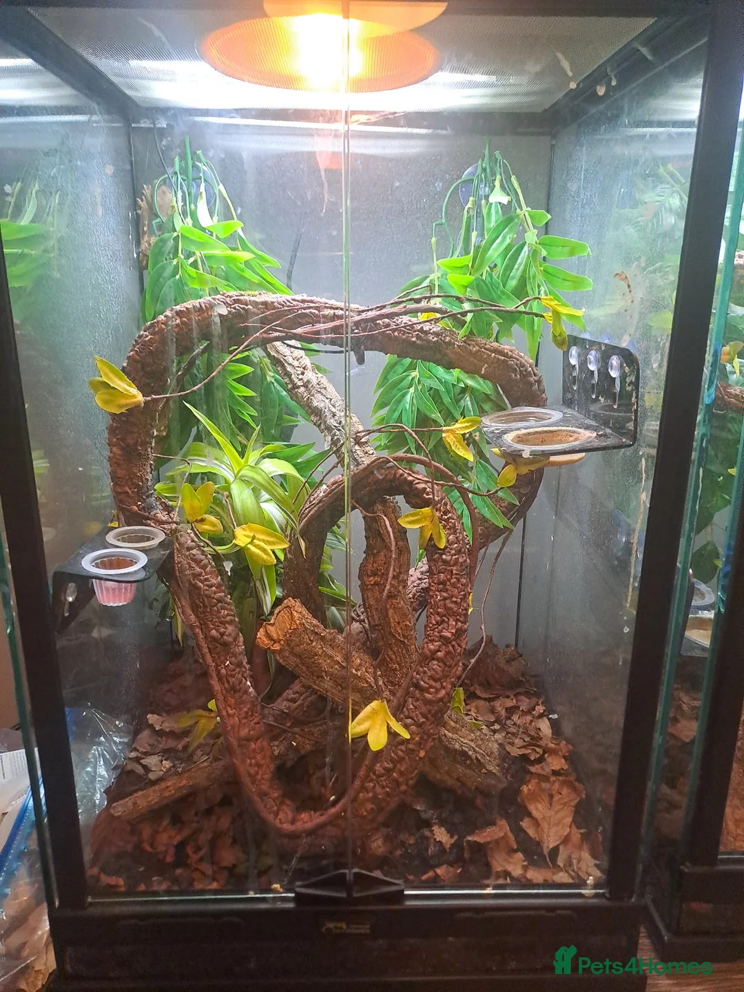Gecko reptiles for sale: Male crestic geko and dalmation crestic geko  - Advert 1