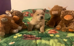 Chow Chow dogs for sale: 5 Chow Chow Puppies - Image 16