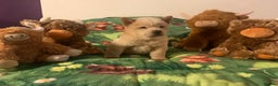 Chow Chow dogs for sale: One last little girl Daisy still available  - Advert 18