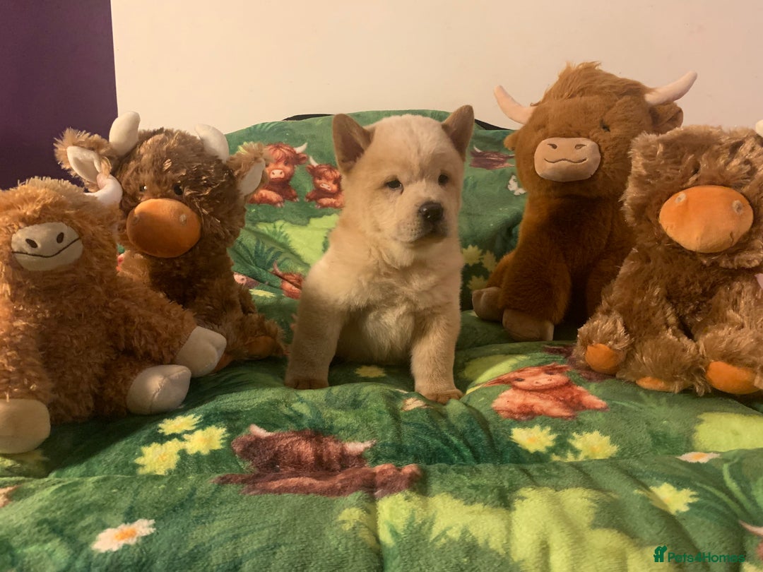 Chow Chow dogs for sale: 5 Chow Chow Puppies - Image 16