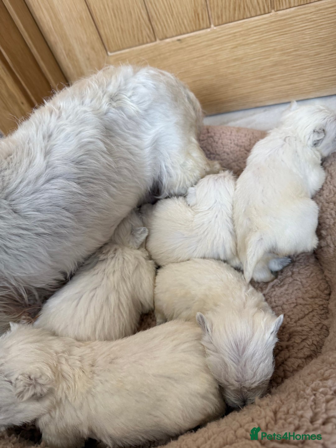West Highland Terrier dogs for sale: Polish Bloodlines KC Westies.  - Advert 2