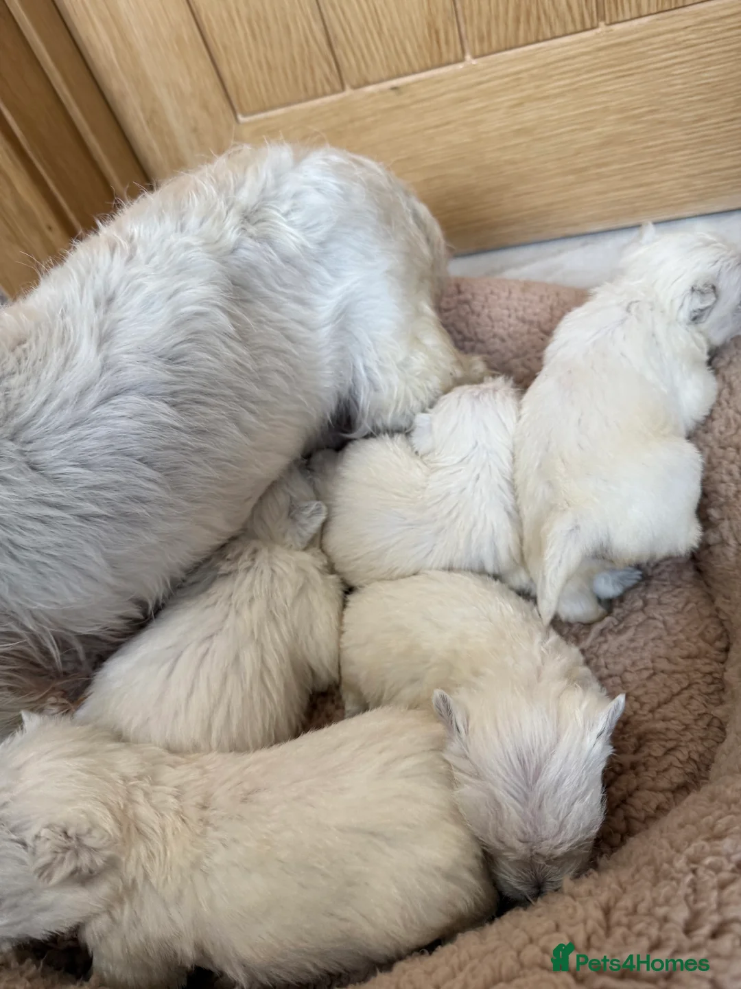 West Highland Terrier dogs for sale: Polish Bloodlines KC Westies.  - Advert 4