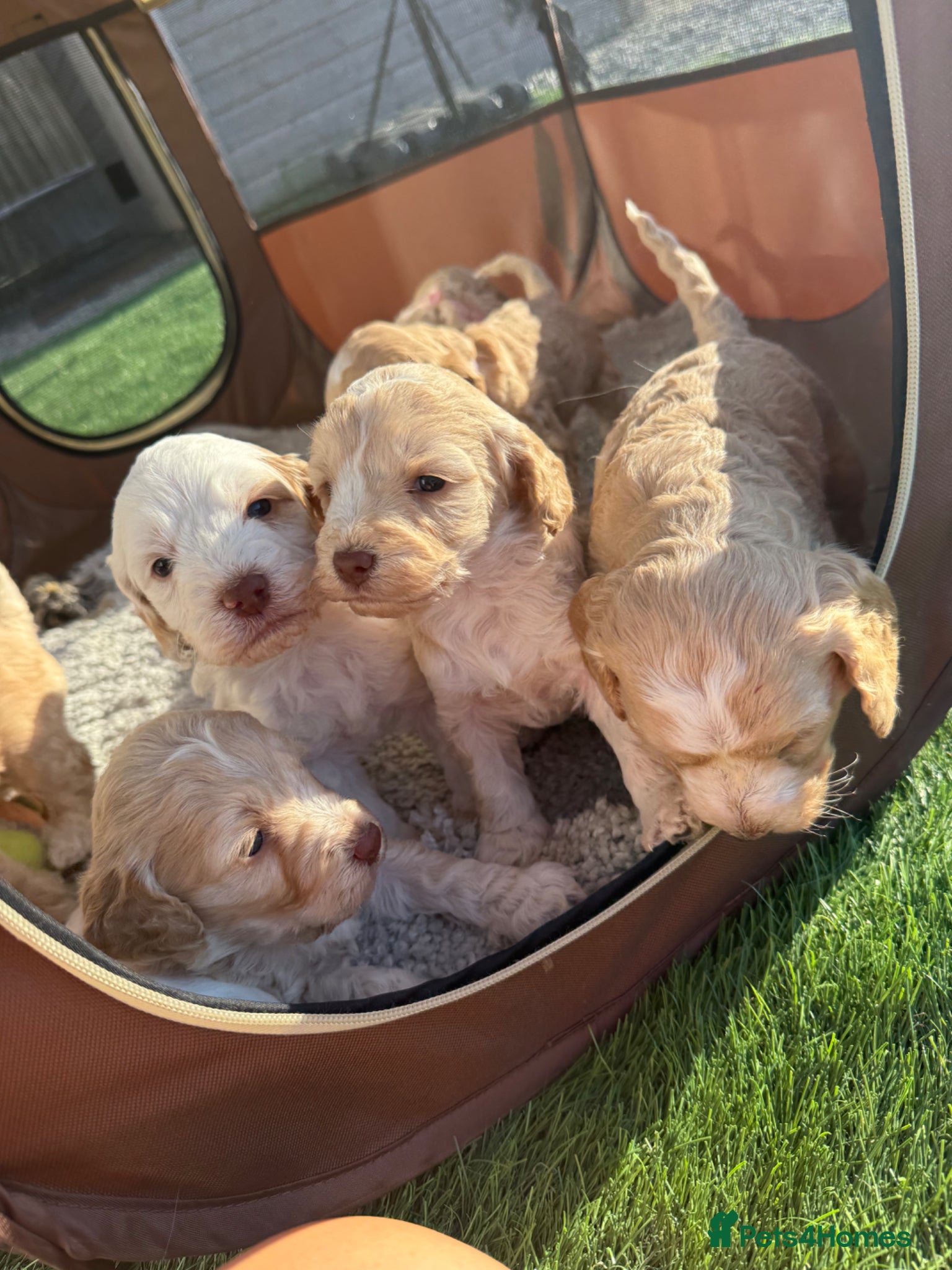 Cockapoo dogs Beautiful cockapoo  puppies  - Advert 16