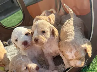 Cockapoo dogs Beautiful cockapoo puppies - Advert 16