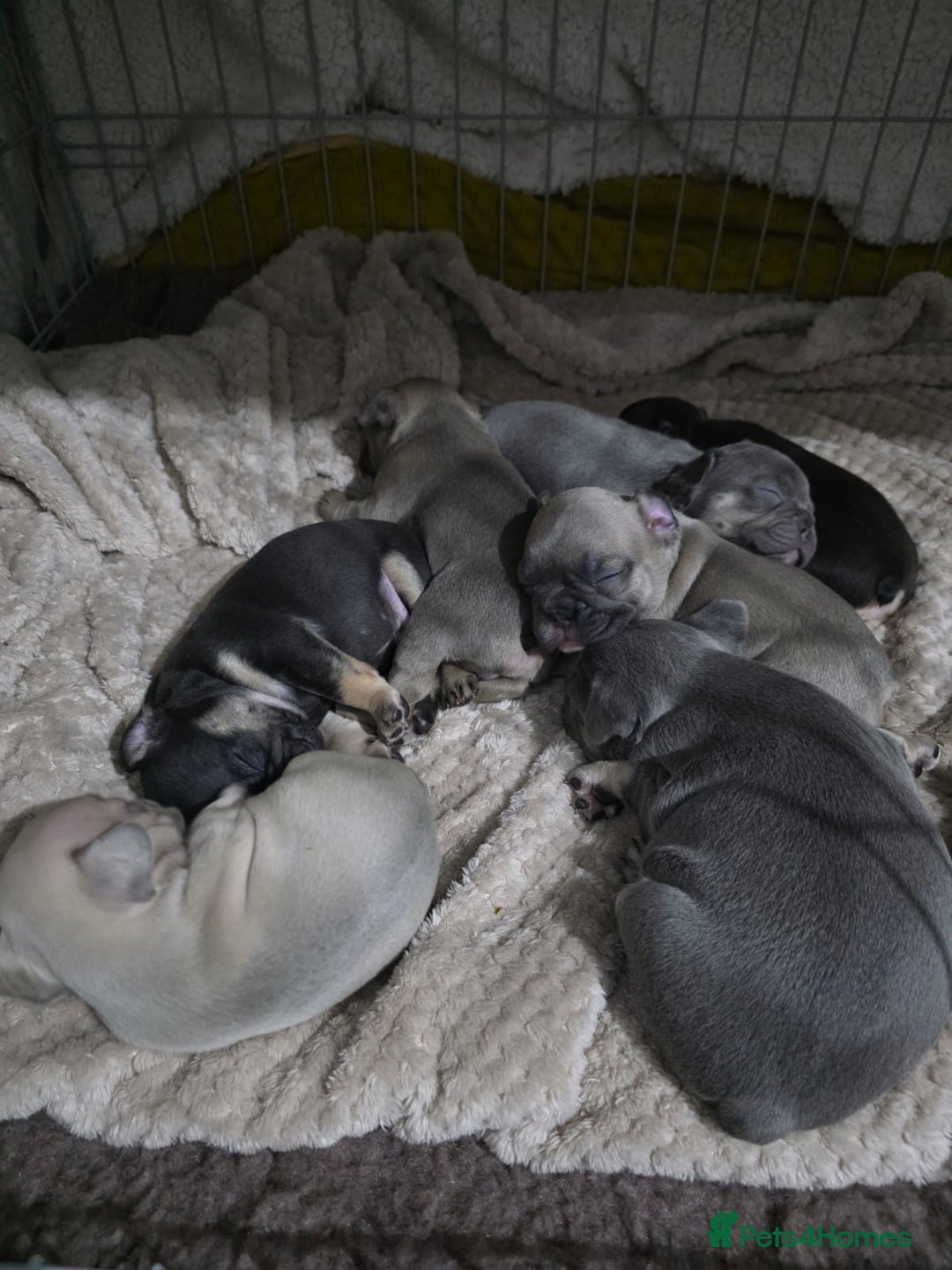 French Bulldog dogs for sale: French dog for sale  - Image 21