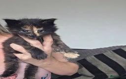 Maine Coon cats for sale: Chunky mainecoon babies - Image 5
