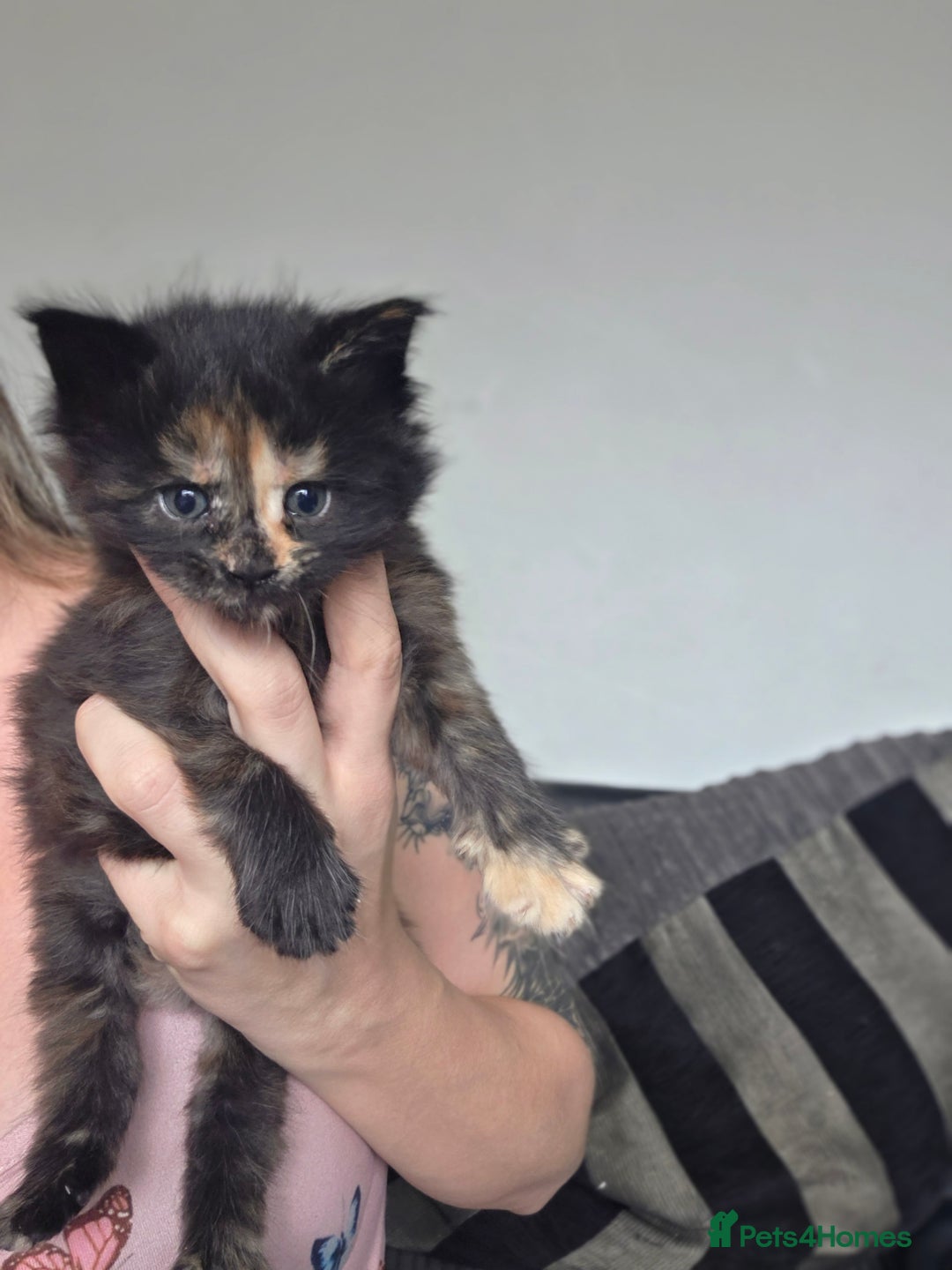 Maine Coon cats for sale: Chunky mainecoon babies - Image 5