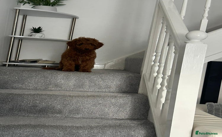 Miniature Poodle dogs - Advert 16