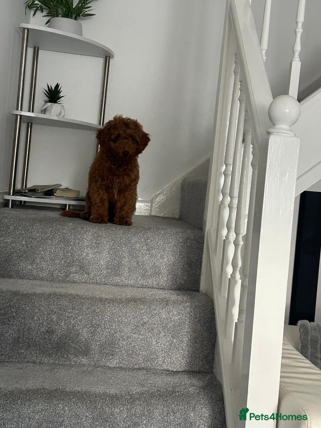 Miniature Poodle dogs for sale: Boy b - Image 1