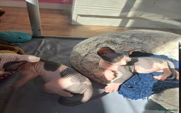 Sphynx cats for sale: Blue Eyes sphynx kittens GCCF and TICA  - Image 9
