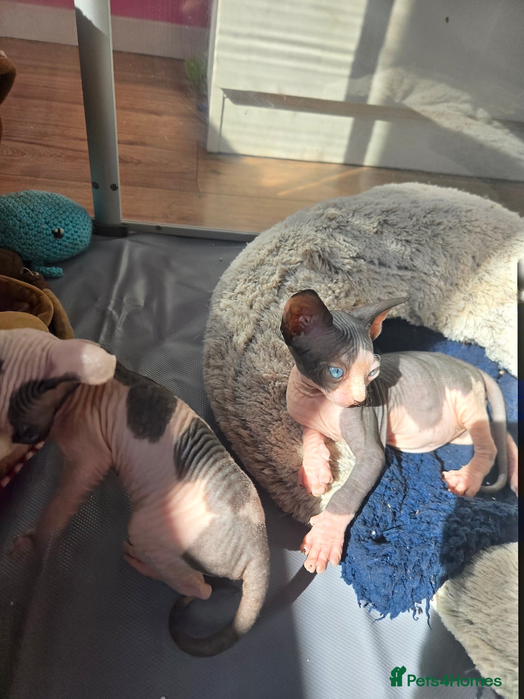 Sphynx cats for sale: Blue Eyes sphynx kittens GCCF and TICA  - Image 9