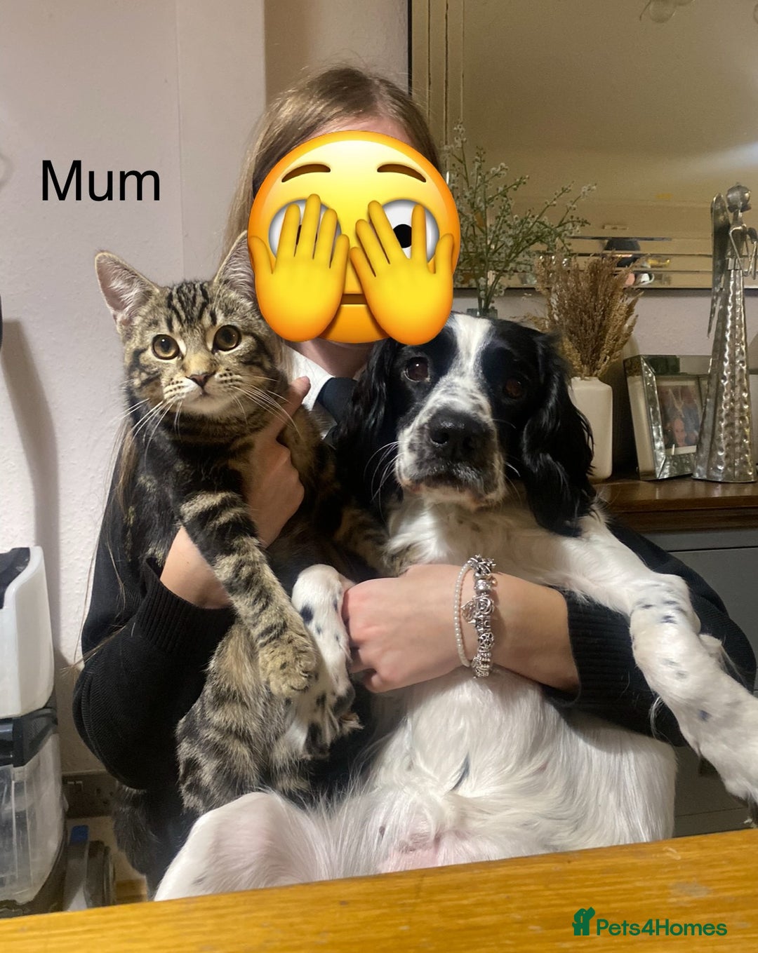 Bengal cats for sale: Bengal cross kittens one grey boy one brown girl - Image 31