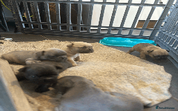 French Bulldog dogs for sale: Adorable KC registered French Bulldog puppies - Image 11