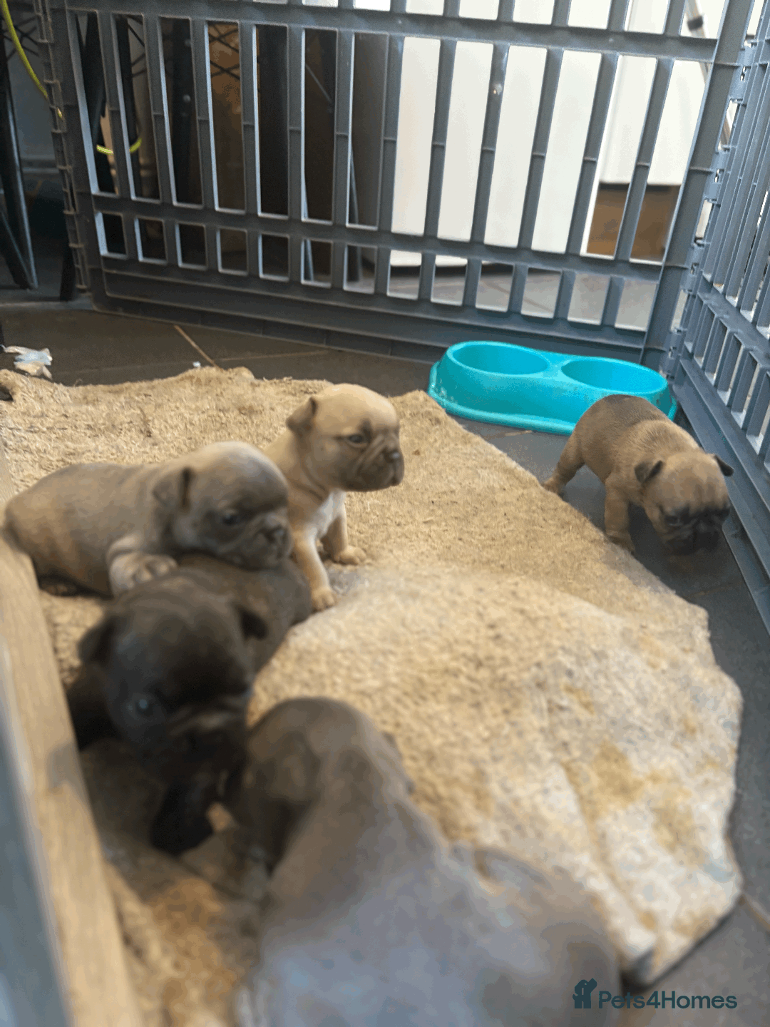 French Bulldog dogs for sale: Adorable KC registered French Bulldog puppies - Image 11